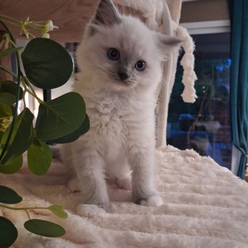 Bachira - mâle blue point mitted, ragdoll #2