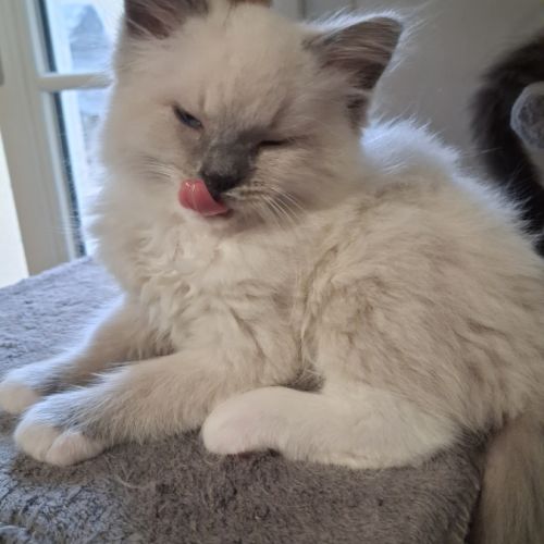 Bachira - mâle blue point mitted, ragdoll #7