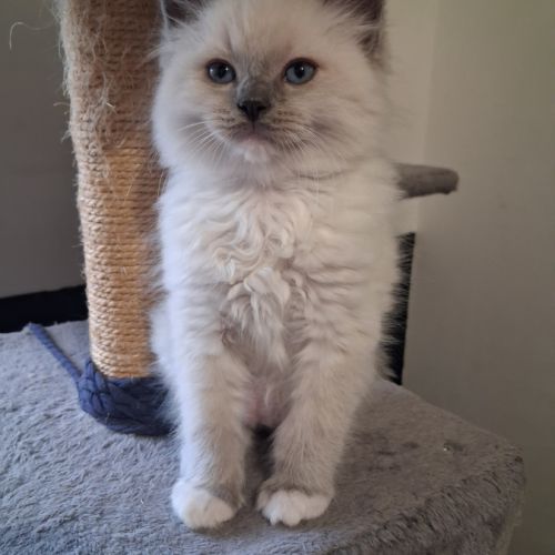 Bachira - mâle blue point mitted, ragdoll #9