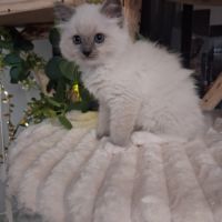 Bachira - mâle blue point mitted, ragdoll #1