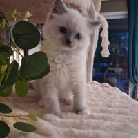 Bachira - mâle blue point mitted, ragdoll #2