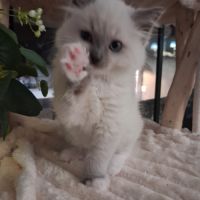 Bachira - mâle blue point mitted, ragdoll #3