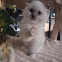 Bachira - mâle blue point mitted, ragdoll #4