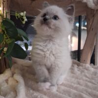 Bachira - mâle blue point mitted, ragdoll #5