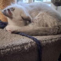 Bachira - mâle blue point mitted, ragdoll #6