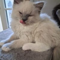 Bachira - mâle blue point mitted, ragdoll #7