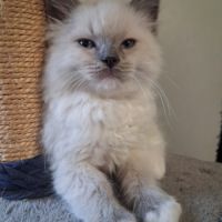 Bachira - mâle blue point mitted, ragdoll #8
