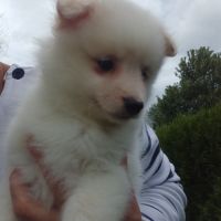Chiot spitz #2