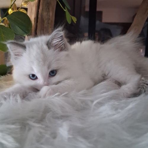 Bounty - mâle blue bicolore, ragdoll #1
