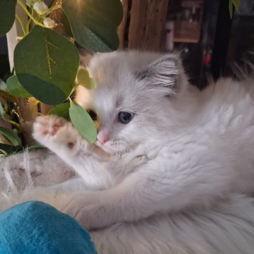 Bounty - mâle blue bicolore, ragdoll #2