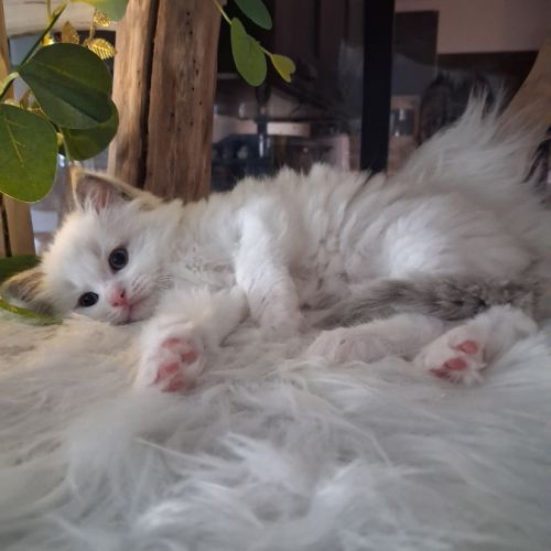 Bounty - mâle blue bicolore, ragdoll #0
