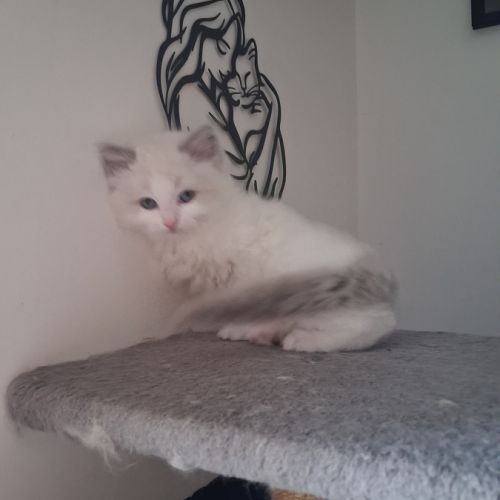 Bounty - mâle blue bicolore, ragdoll #5