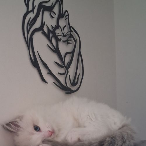 Bounty - mâle blue bicolore, ragdoll #6