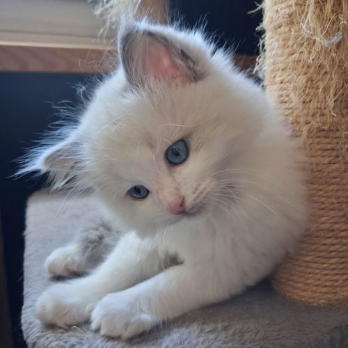 Bounty - mâle blue bicolore, ragdoll #8