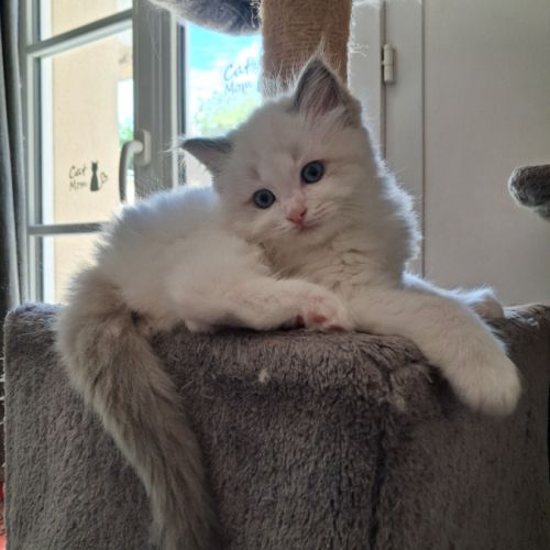 Bounty - mâle blue bicolore, ragdoll #10