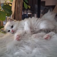 Bounty - mâle blue bicolore, ragdoll