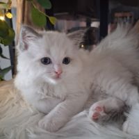 Bounty - mâle blue bicolore, ragdoll #4