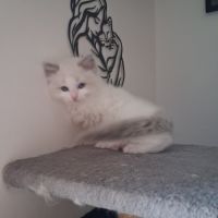 Bounty - mâle blue bicolore, ragdoll #5