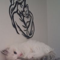 Bounty - mâle blue bicolore, ragdoll #6