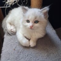 Bounty - mâle blue bicolore, ragdoll #7