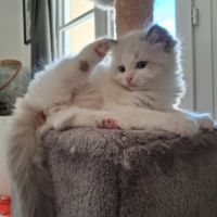 Bounty - mâle blue bicolore, ragdoll #9