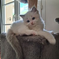Bounty - mâle blue bicolore, ragdoll #10