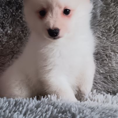 Spitz  mâle et femelle #3