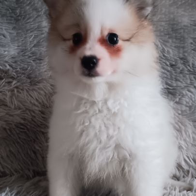 Chiot spitz