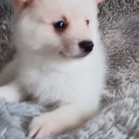 Chiot spitz #3