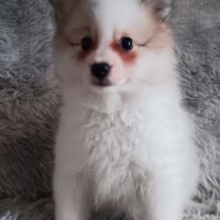Chiot spitz #0