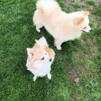 Chiot spitz #5