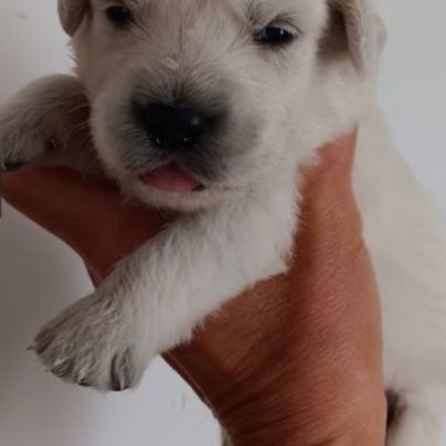Chiot golden retriever lof #1