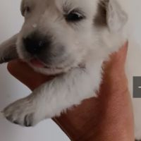 Chiot golden retriever lof