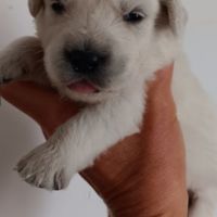 Chiot golden retriever #1