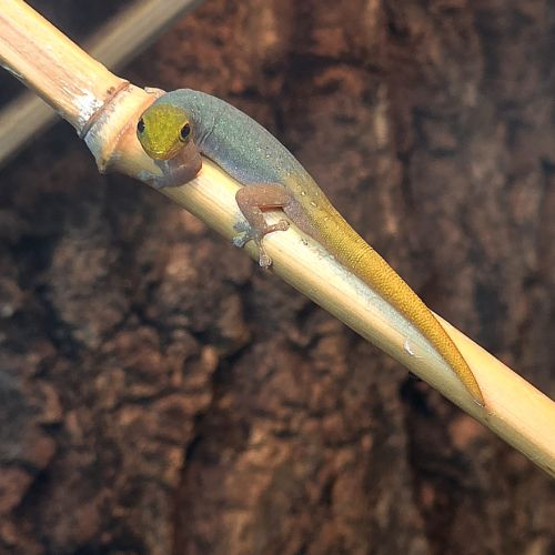 Lygodactylus juvéniles #0