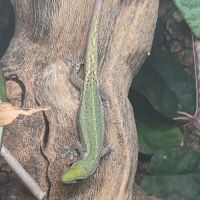 Lygodactylus juvéniles #2
