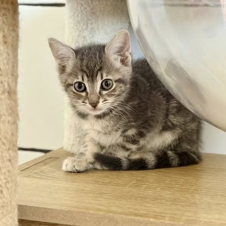 Chat fleurette à l adoption #0