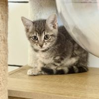 Chat fleurette à l adoption