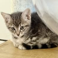 Chat fleurette à l adoption #2
