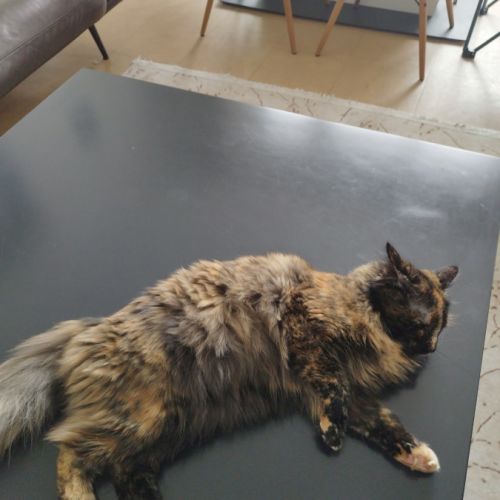 Nala, 1 an et demi, cherche un bon foyer #1