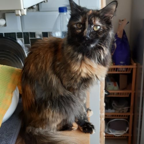 Nala, 1 an et demi, cherche un bon foyer #2