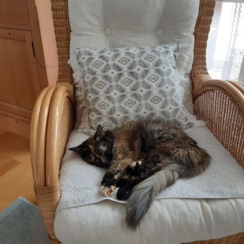 Nala, 1 an et demi, cherche un bon foyer #3