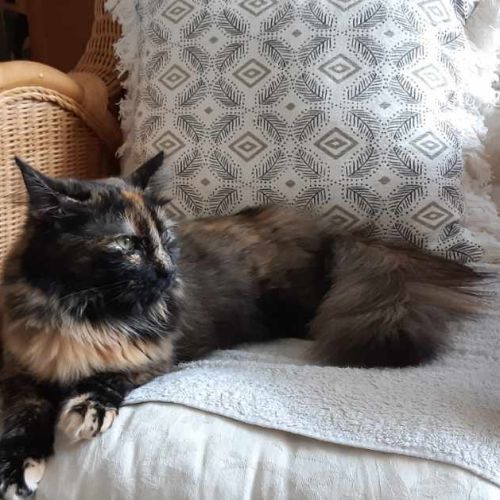 Nala, 1 an et demi, cherche un bon foyer #0