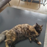 Nala, 1 an et demi, cherche un bon foyer #1