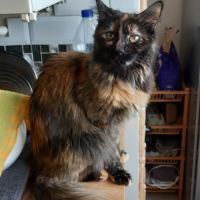 Nala, 1 an et demi, cherche un bon foyer #2
