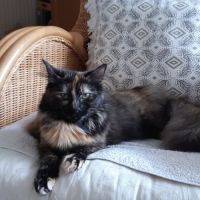 Nala, 1 an et demi, cherche un bon foyer #4