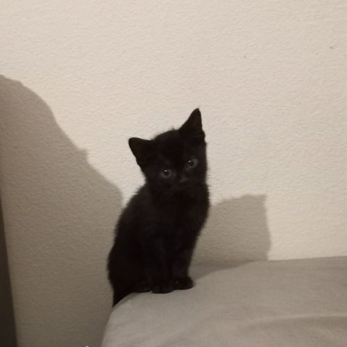 Chat tika  à l adoption #0