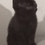 Chat tika  à l adoption #2