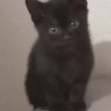 Chat tika  à l adoption #3