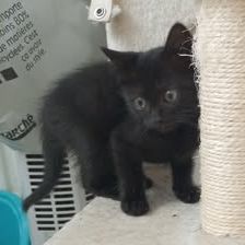 Chat tika  à l adoption #4